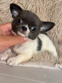 Chihuahua femmina