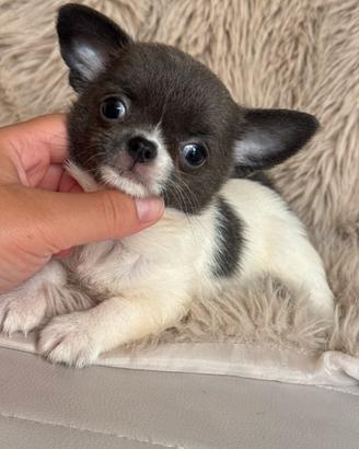 Chihuahua femmina