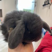 Meravigliosi cuccioli di coniglietto ariete nano