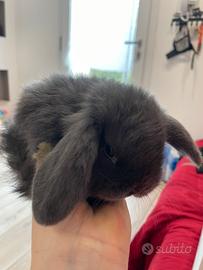 Meravigliosi cuccioli di coniglietto ariete nano