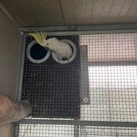 Cacatua Galerita Eleonora