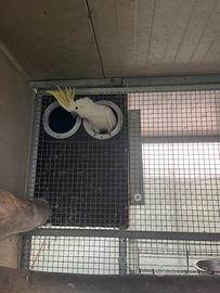 Cacatua Galerita Eleonora