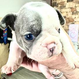Bulldog francese