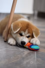 Cuccioli di Akita inu