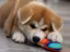 Immagine 1