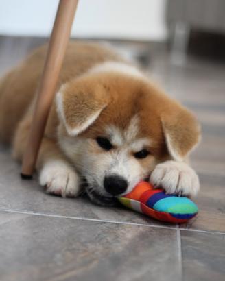 Cuccioli di Akita inu