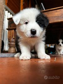 Border Collie di alta genealogia