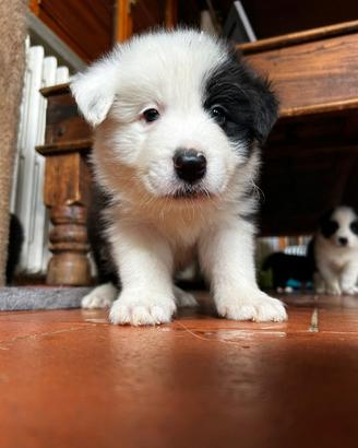 Border Collie di alta genealogia