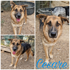 Un amorevole famiglia per Cesare