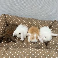Conigli nani ariete mini lop