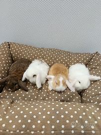 Conigli nani ariete mini lop