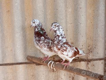 Colombe varie razze