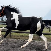 Cavalla Barrockpinta