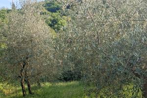 Oliveto con 22 alberi di olivo a Nanto (Vi)