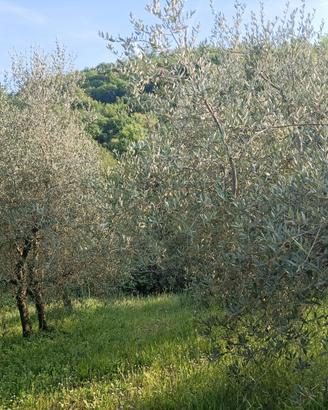 Oliveto con 22 alberi di olivo a Nanto (Vi)