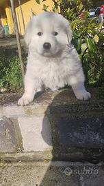 Cucciolo Pastore Maremmano