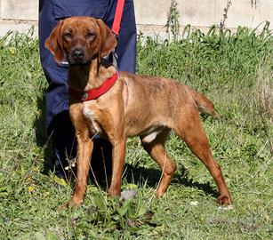 Meraviglioso segugio in adozione