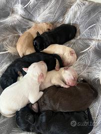 Cuccioli Mix Cocker Spaniel