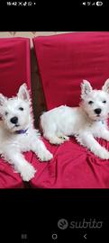 West highland White terrier con pedigree enci