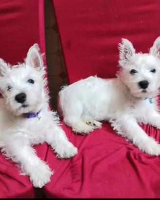 West highland White terrier con pedigree enci
