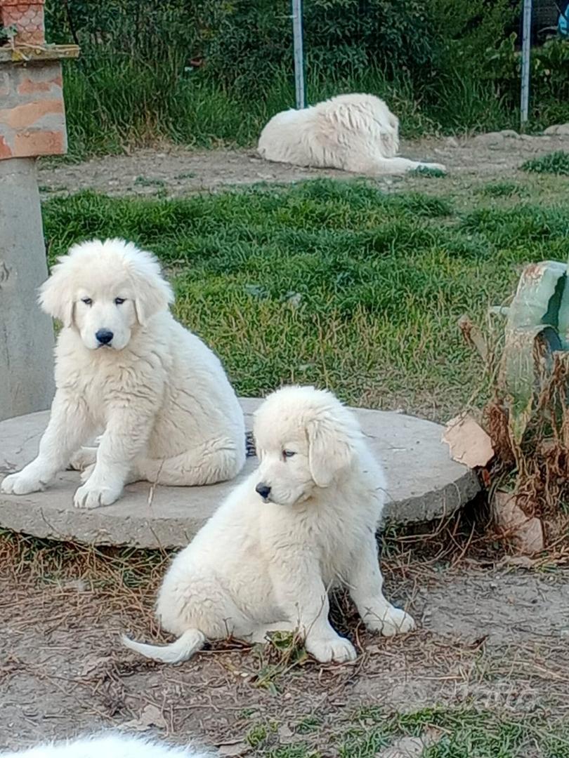 Disponibili Cuccioli pastore maremmano abruzzese - Animali In vendita a ...