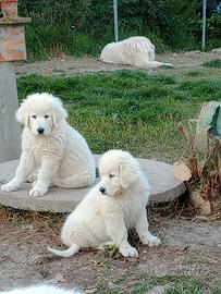Disponibili Cuccioli pastore maremmano abruzzese