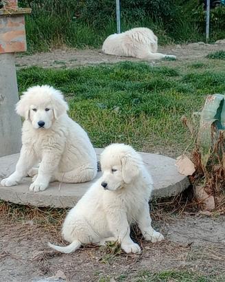 Disponibili Cuccioli pastore maremmano abruzzese