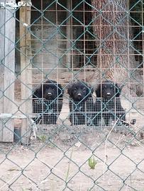 Cuccioli pastore della Sila