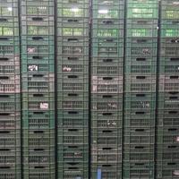 Cassette in plastica per ortofrutta