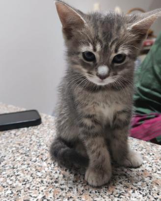 Gattina di tre mesi