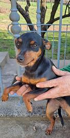 Cagnolina Pinscher