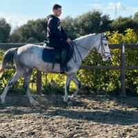 Cavalli doppia pony femmina da salto