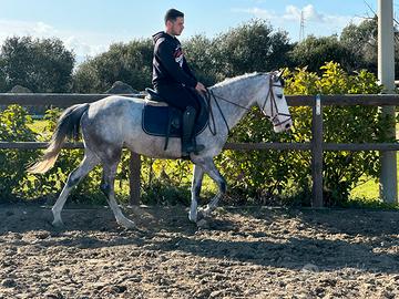 Cavalli doppia pony femmina da salto