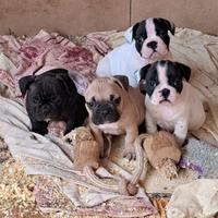 Bulldog francese cuccioli