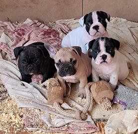 Bulldog francese cuccioli