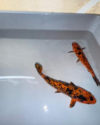 Carpe koi