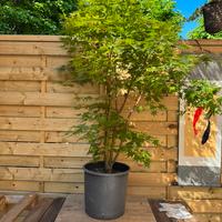 Acero palmato yamamomij (VENDUTO)