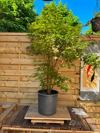 Acero palmato yamamomij (VENDUTO)