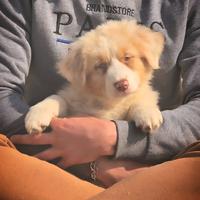 Cucciolo maschio pastore australiano pedigree