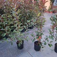 Piante da siepe PHOTINIA RED ROBIN