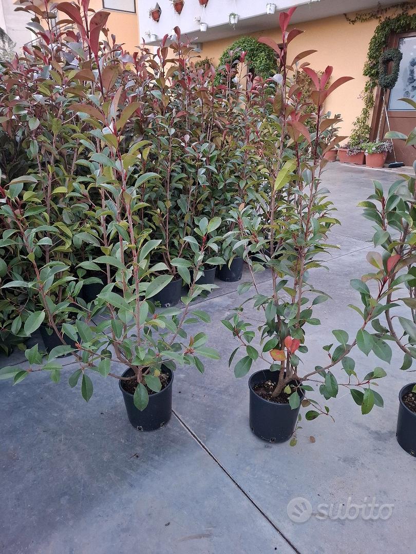 Photinia Red Robin - 30 Piante Per Siepe, Altezza 80/100cm - Foto 10