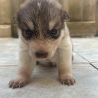 Husky Siberiano