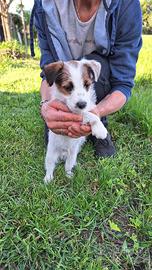 Jack Russell Broken