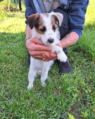 Jack Russell Broken