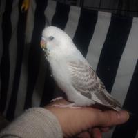 Cocorita allevata a mano femmina quasi svezzata