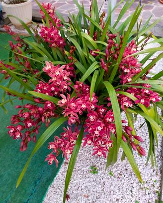 orchidea cymbidium