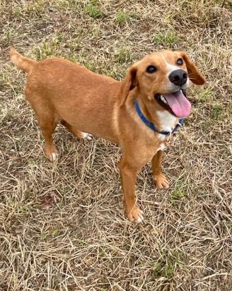 Cucciolo piccolo maschio