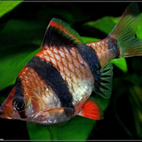 Barbus tigre per pesci tropicali