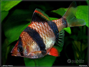 Barbus tigre per pesci tropicali