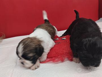 cuccioli di shihztu 